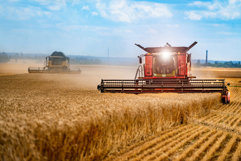 Red grain harvesting combine in a sunny day. Yellow field with grain. Agricultural technic works in field. Closeup.